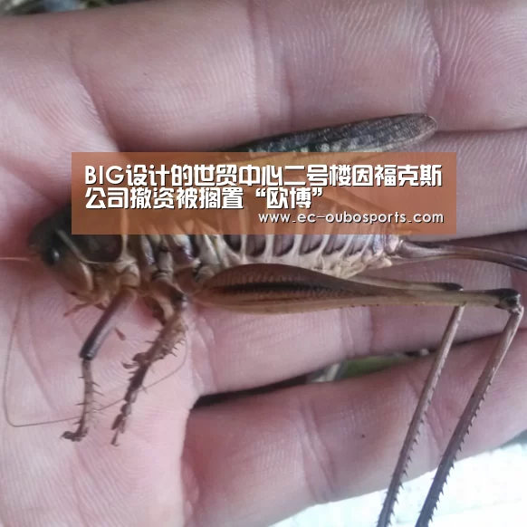 BIG设计的世贸中心二号楼因福克斯公司撤资被搁置“欧博”(图1) 欧博